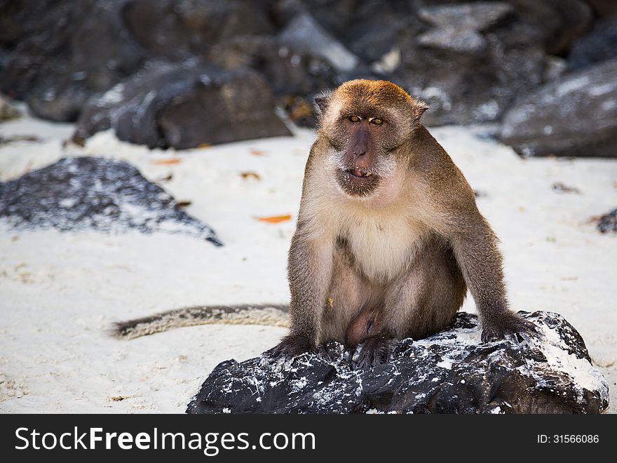 Thailand monkey sitting on a rock