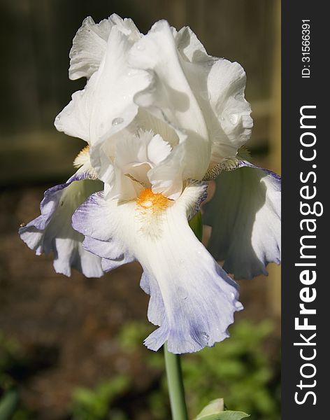 A Blue and White Bearded Iris sparkles in the sun after an early spring rain shower. A Blue and White Bearded Iris sparkles in the sun after an early spring rain shower