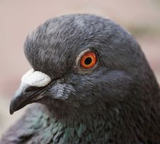 Pigeon &x28;Columba Livia&x29; Royalty Free Stock Images Pigeon &x28;Columba Livia&x29; Royalty Free Stock Images