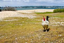 Free Range Royalty Free Stock Photography Free Range Royalty Free Stock Photography