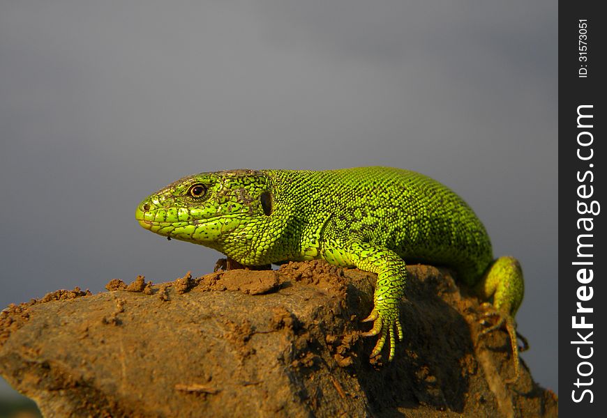 A big green reptile on a stone