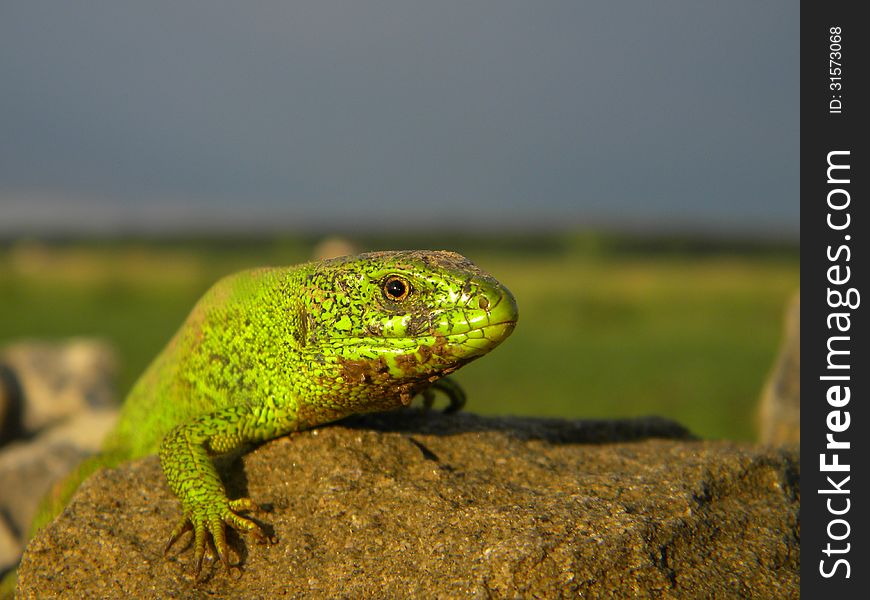 Green lizard on a stone