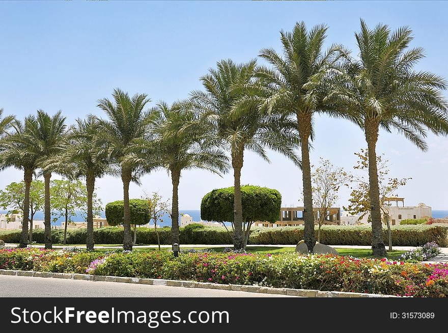 Resort area of Sharm El Sheikh, alley planted with palm trees and exotic plants. Resort area of Sharm El Sheikh, alley planted with palm trees and exotic plants