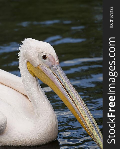 Beautiful curious Pelican swimming in the water. Beautiful curious Pelican swimming in the water