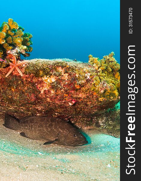 Leopard grouper (Mycteroperca rosacea) in the reefs of Cabo Pulmo national park, world heritage site. Baja California Sur, Mexico. Leopard grouper (Mycteroperca rosacea) in the reefs of Cabo Pulmo national park, world heritage site. Baja California Sur, Mexico.