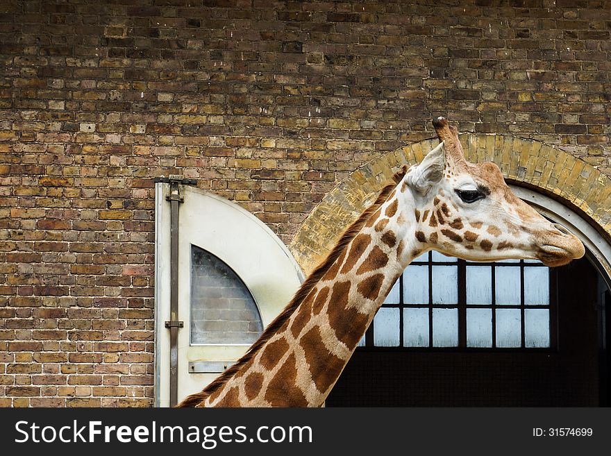 Giraffe standing in zoo side view. Giraffe standing in zoo side view