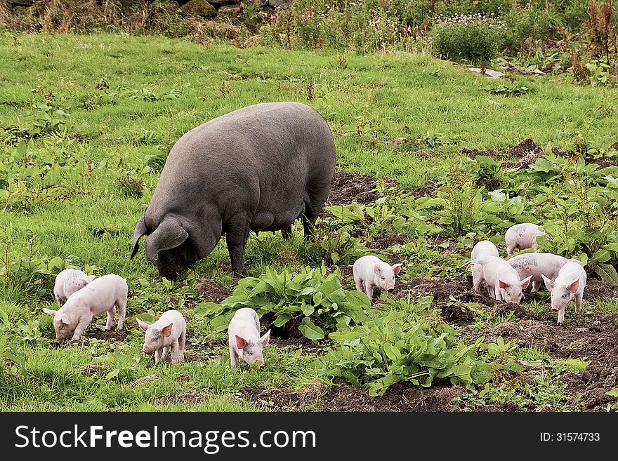 The Piglets