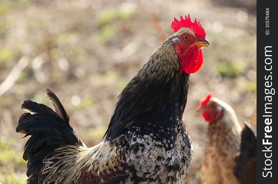 Portrait of a rooster . Portrait of a rooster .