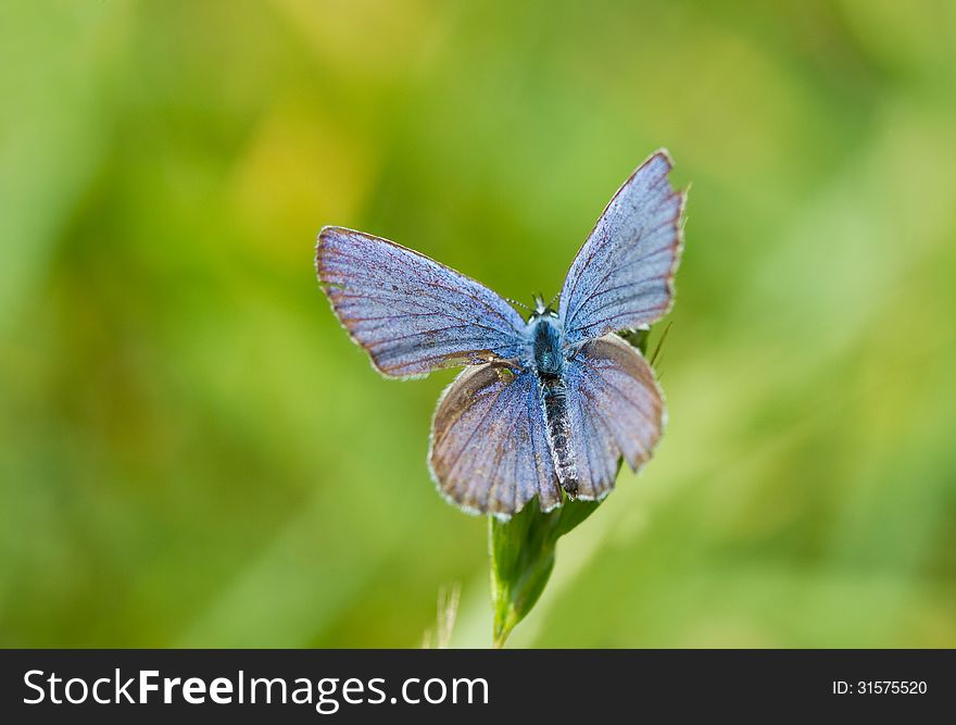 Blue butterfly on green to the grass