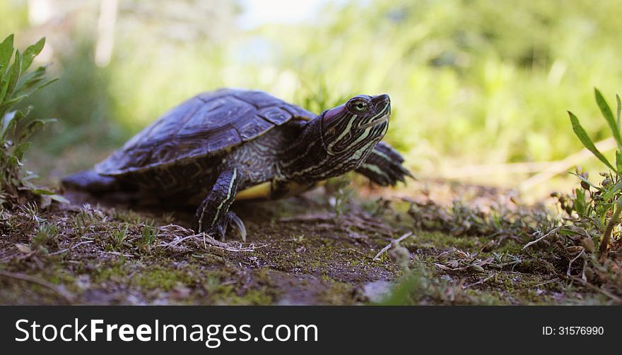 Turtle in the Grass (details)