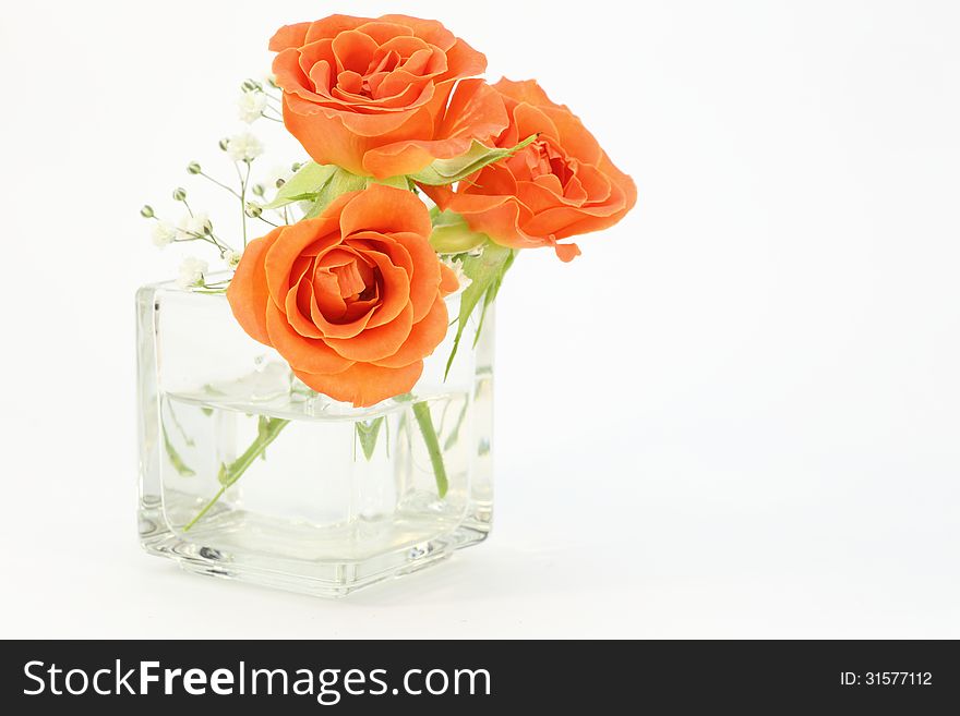 Photographed roses and babys breath in glass vase on a white background