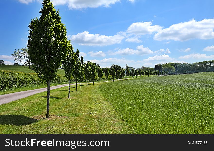 A row of young Poplar trees between a field and lane