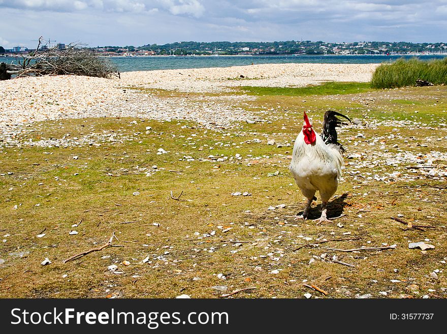 Free range chicken on the beach.