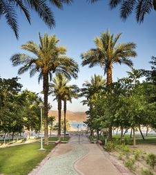 Alley Of Palms In Eilat, Israel Royalty Free Stock Images Alley Of Palms In Eilat, Israel Royalty Free Stock Images