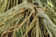 Large Roots. Royalty Free Stock Images Large Roots. Royalty Free Stock Images