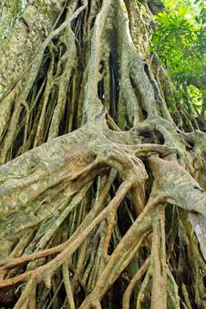 Large Roots. Royalty Free Stock Photo Large Roots. Royalty Free Stock Photo