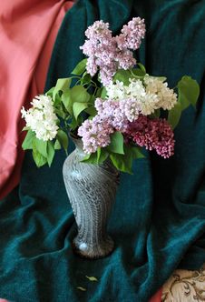 Lilac Posy Stock Image Lilac Posy Stock Image