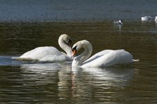 Swans In Love Stock Images