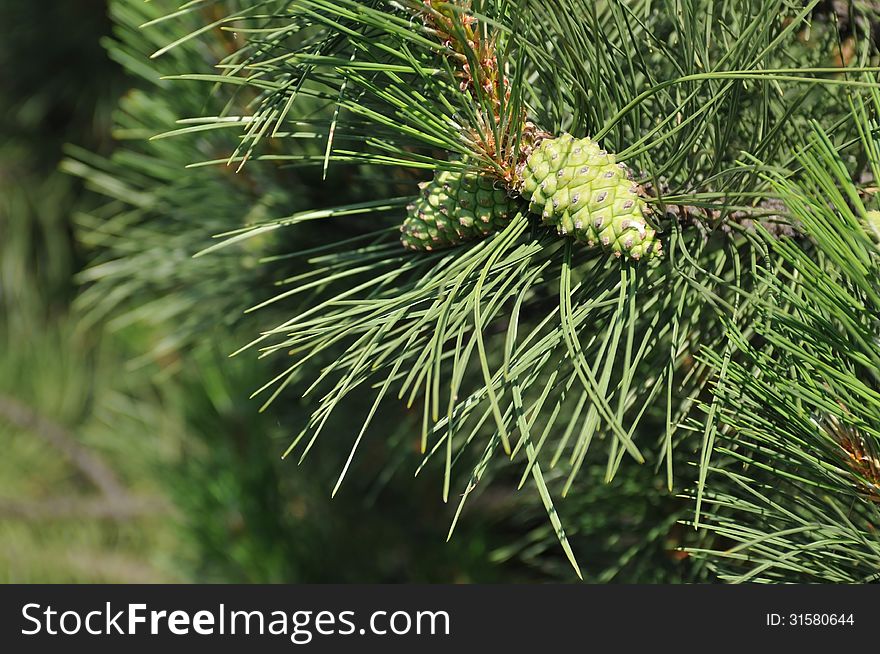 Branch of pine with two green cones closeup. Branch of pine with two green cones closeup
