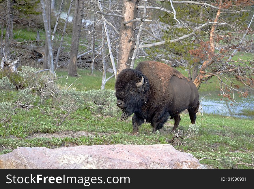 A bison walks by the woods on the edge of a meadow. A bison walks by the woods on the edge of a meadow