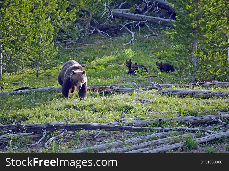 3 cubs run after their mother as they exit the woods. 3 cubs run after their mother as they exit the woods
