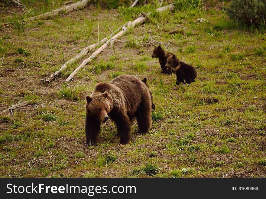 A mother grizzly and her three cubs. A mother grizzly and her three cubs