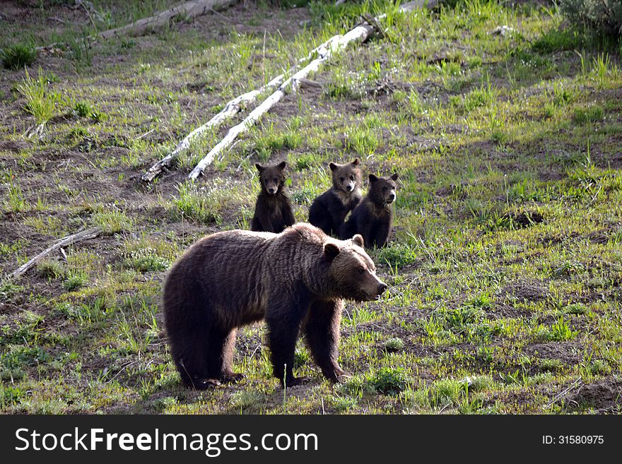 A mother grizzly and her 3 cubs on a hill. A mother grizzly and her 3 cubs on a hill