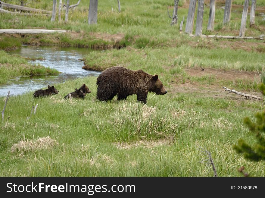 A grizzly sow and her cubs cross a stream. A grizzly sow and her cubs cross a stream