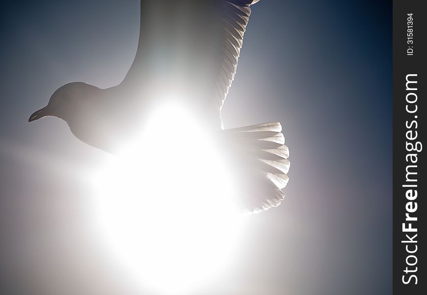 Seagull backlit by the sun