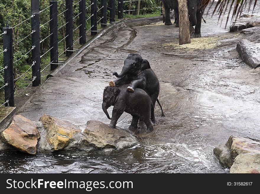 Baby elephants at play in Tarronga Zoo Sydney Australia