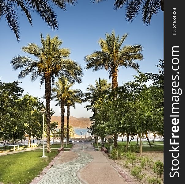 Alley Of Palms In Eilat, Israel