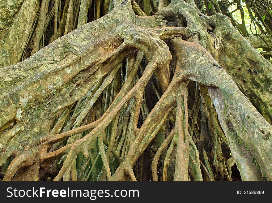 Large roots can be seen in the rainforests of Asia, particularly Thailand, Khao Yai National Park Land. Large roots can be seen in the rainforests of Asia, particularly Thailand, Khao Yai National Park Land.