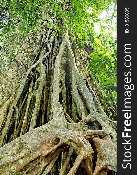 Large roots can be seen in the rainforests of Asia, particularly Thailand, Khao Yai National Park Land. Large roots can be seen in the rainforests of Asia, particularly Thailand, Khao Yai National Park Land.