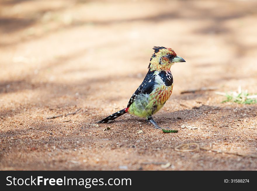 Crested barbet scavenging for food on the ground