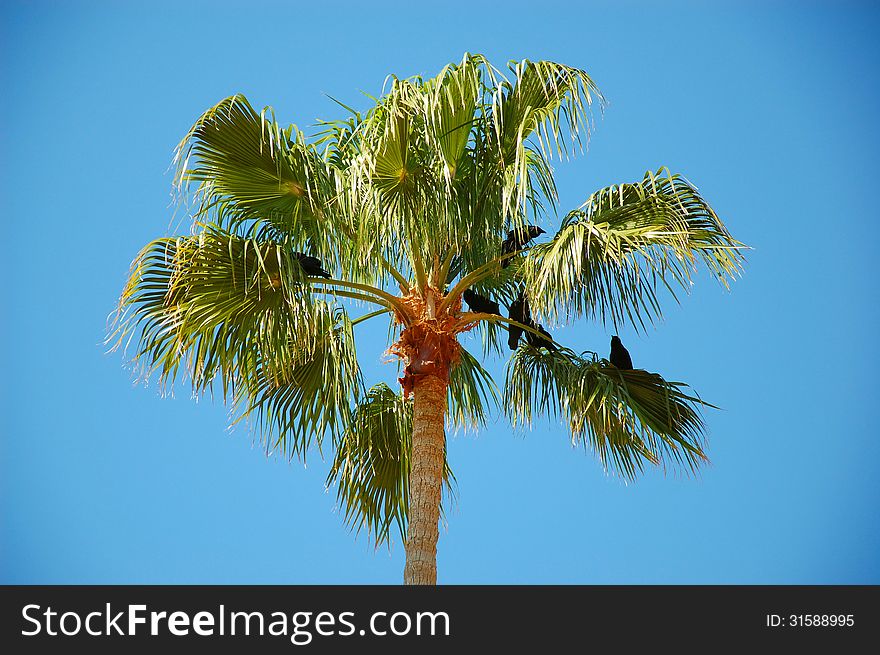 View of palm trees from the walkway under the plants