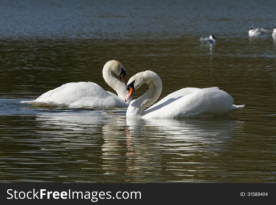Image of swan pair in love taken in stanborough england 2013. Image of swan pair in love taken in stanborough england 2013