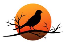 Bird Silhouette Perched On Sunset Branch Against White Background Stock Photography