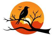 Bird Silhouette Perched On Sunset Branch Against White Background Royalty Free Stock Photography