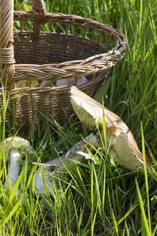 Basket With Mushrooms In The Grass Stock Photography Basket With Mushrooms In The Grass Stock Photography