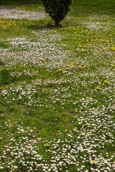 Daisies In Spring Garden Royalty Free Stock Photography