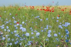 Wild Flowers In A Field Of Wheat Stock Photo Wild Flowers In A Field Of Wheat Stock Photo