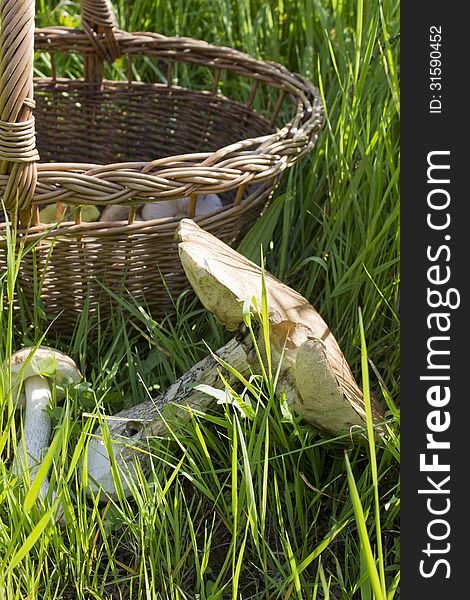 Basket With Mushrooms In The Grass