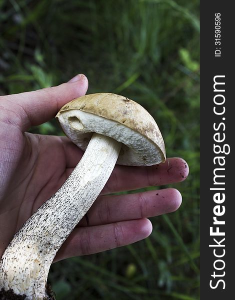 Mushroom In Hand