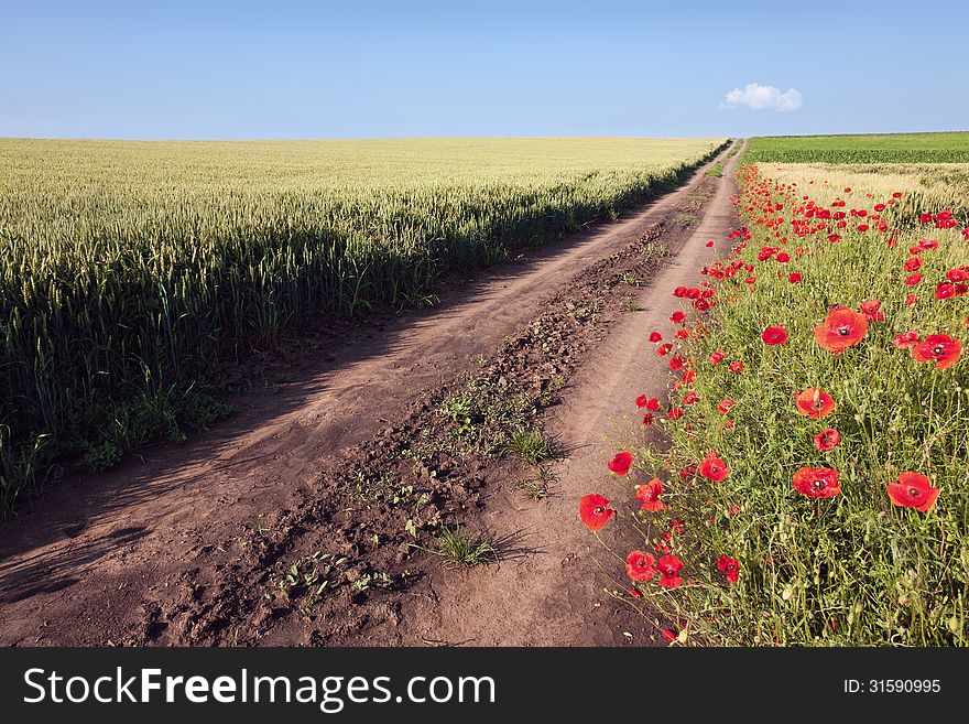 Dirt road through cultivated fields