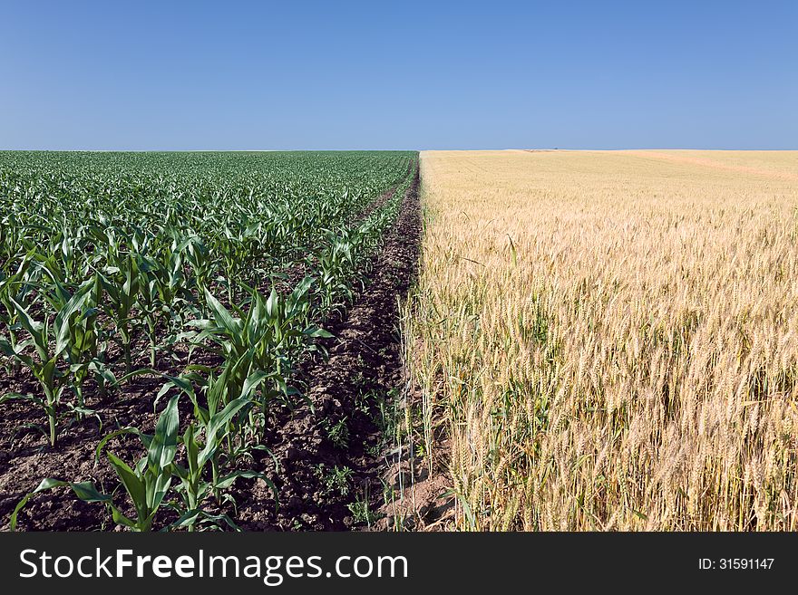 Divided Fields Of Wheat And Corn