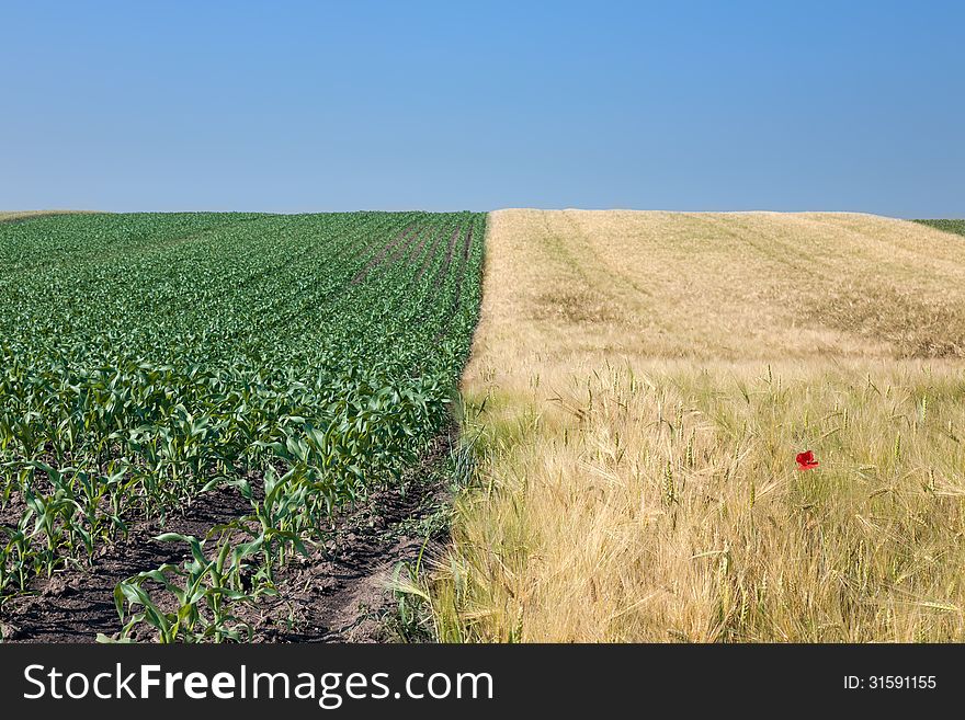 Divided fields of rye and corn