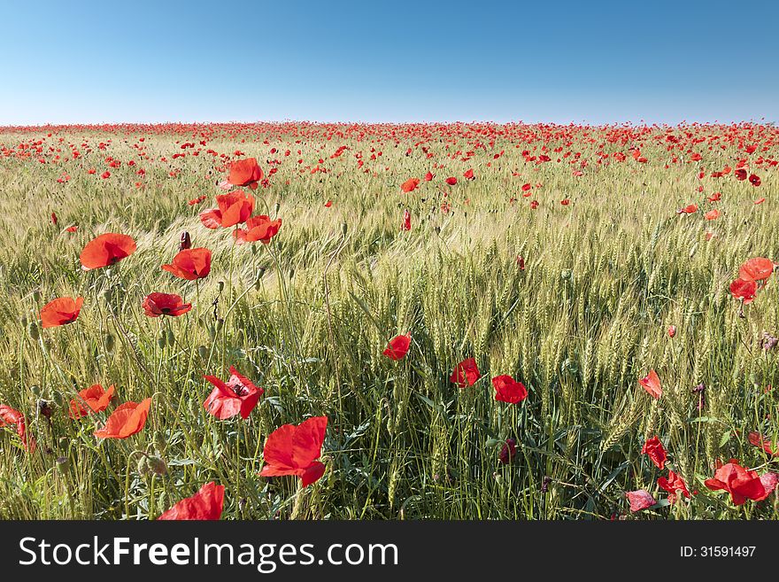 Field Of Poppies On Sunny Day