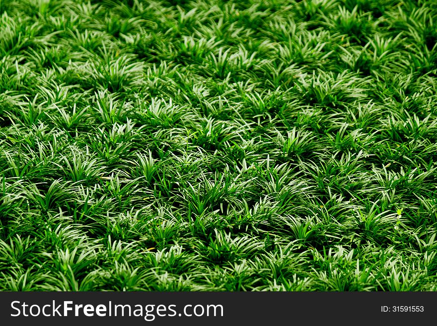 A patch of green grass. Can be use as a background or in composition with objects. A patch of green grass. Can be use as a background or in composition with objects.