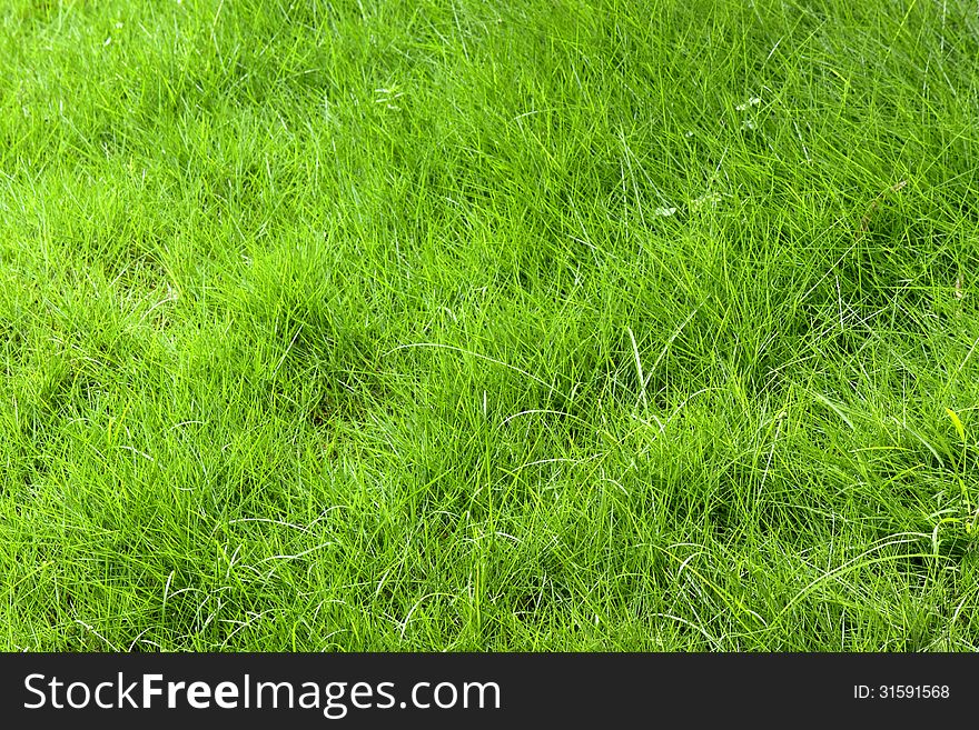 A patch of green grass. Can be use as a background or in composition with objects. A patch of green grass. Can be use as a background or in composition with objects.