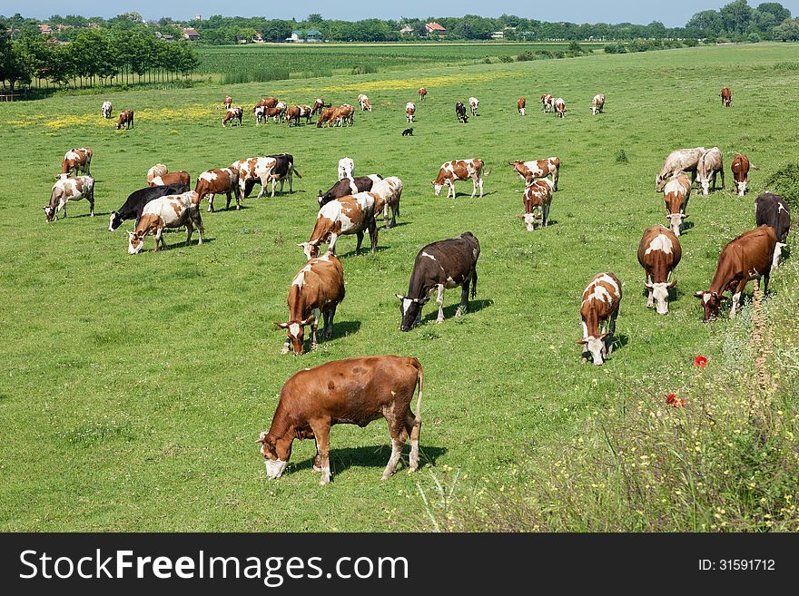 Herd Of Cows Grazing In A Carefree Morning